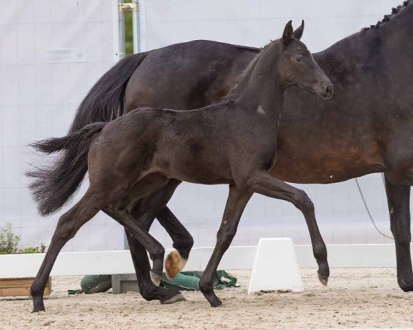 foal by Fabriano (Westphalian, 2024, from Fürst Zonik PS)