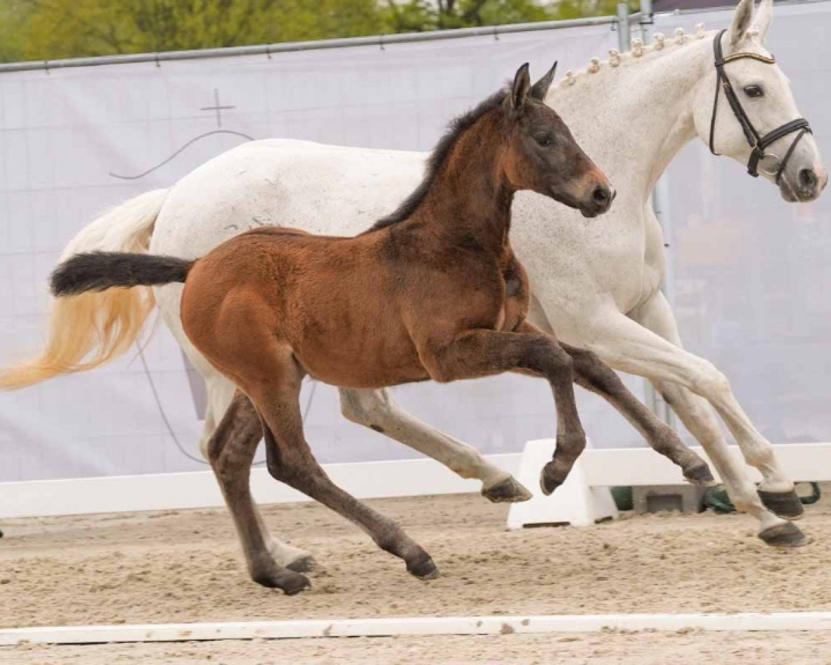 Springpferd A Valentine J (Westfale, 2024, von Aviador)