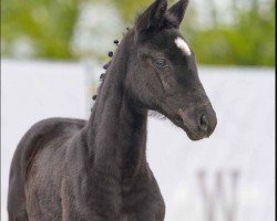 foal by Escada (Westphalian, 2024, from Escanto PS OLD)