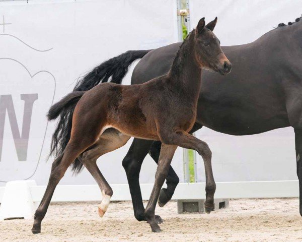 foal by Diamond Rose LE (Westphalian, 2024, from Diamantenglanz)