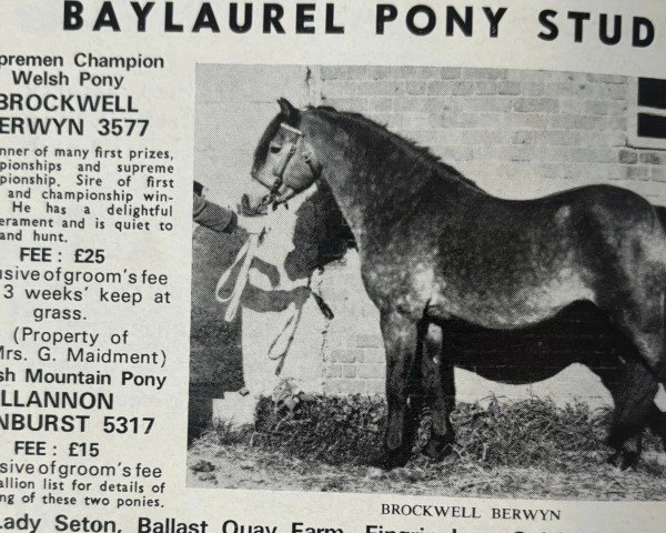 Deckhengst Brockwell Berwyn (Welsh Pony (Sek.B), 1960, von Rhyd-Y-Felin Selwyn)