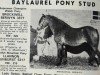 stallion Brockwell Berwyn (Welsh-Pony (Section B), 1960, from Rhyd-Y-Felin Selwyn)