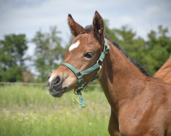 Fohlen von Calea von Herzwil CH (Schweizer Warmblut, 2024, von Comme Prevu)