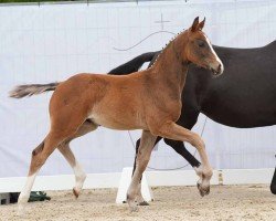 dressage horse Esprit De Novo (Westphalian, 2024, from Escolar)