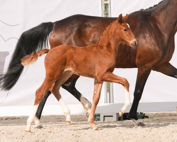 foal by Valentina (Westphalian, 2024, from Viva Vitalis 2)