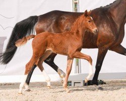 foal by Valentina (Westphalian, 2024, from Viva Vitalis 2)