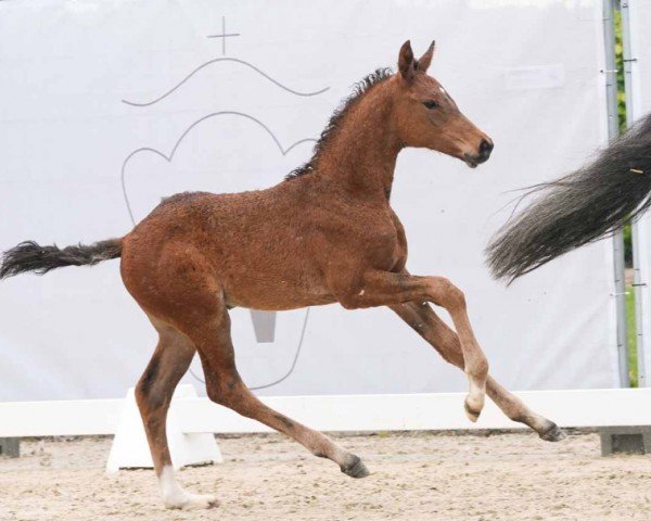 foal by Claire on Air (Westphalian, 2024, from Corlasino)