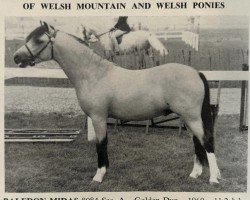 stallion Baledon Midas (Welsh mountain pony (SEK.A), 1969, from Coed Coch Shon)