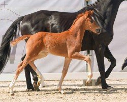 foal by Flotte Biene (Westphalian, 2024, from Fuechtels Floriscount OLD)