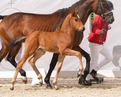 dressage horse Va Diamond P (Westphalian, 2024, from DSP VA Bene)