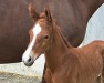 foal by Fleur Dali (Westphalian, 2024, from Franziskus FRH)