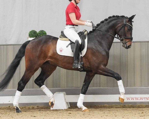 dressage horse Joop 27 (Westphalian, 2020, from Jovian)