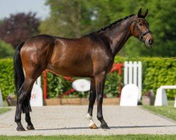 dressage horse Zac Efron (Hanoverian, 2020, from Zoom)