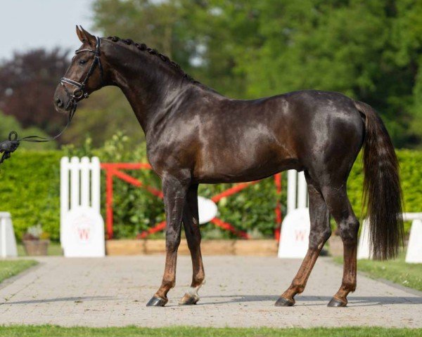 dressage horse Boss Orange (Oldenburg, 2020, from Bonds)