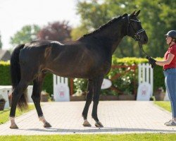 dressage horse Eminem (Oldenburg, 2019, from Escolar)