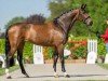 dressage horse Nublina (Westphalian, 2017, from Nubalou W.Z.)