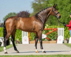 dressage horse Nublina (Westphalian, 2017, from Nubalou W.Z.)