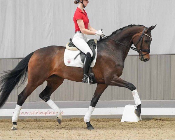 dressage horse Donna Damica (Westphalian, 2020, from Don Martillo)