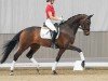 dressage horse Donna Damica (Westphalian, 2020, from Don Martillo)