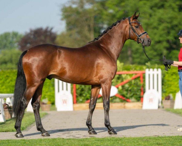 dressage horse Girocard (Westphalian, 2021, from Glamourdale)