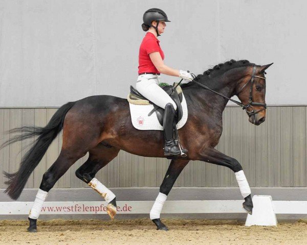 dressage horse Ventus (Westphalian, 2021, from Viva Gold 3)