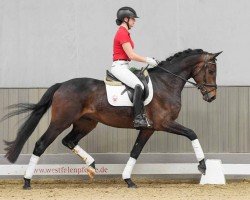 dressage horse Ventus (Westphalian, 2021, from Viva Gold OLD)