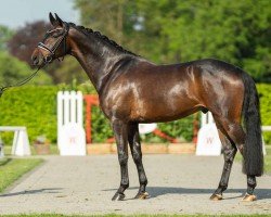 dressage horse Valentin (Westphalian, 2020, from Valdiviani)