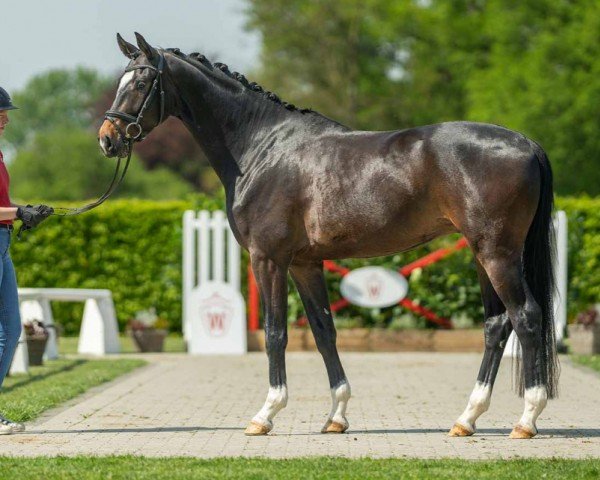 dressage horse Dornier (Hanoverian, 2020, from Blue Hors Dreamline)