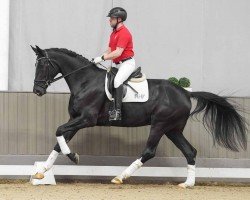 dressage horse Debbi (Westphalian, 2020, from Desperados FRH)