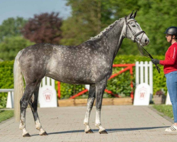 dressage horse Cenerentola GV (Westphalian, 2019, from Caracciola Mt)