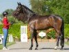 dressage horse Felino 64 (Westphalian, 2019, from For Romance I)