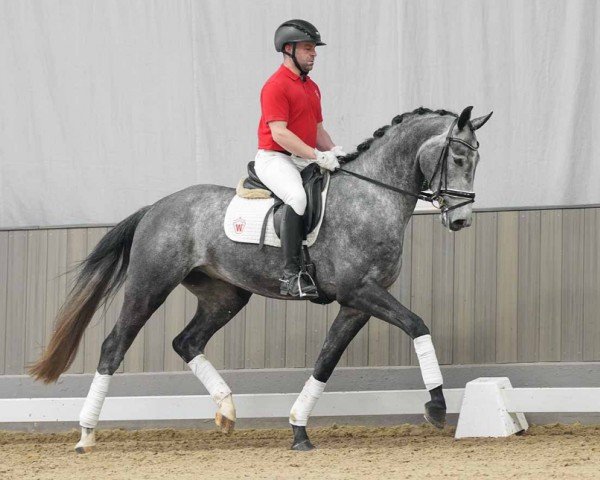 dressage horse Dr. House (Hanoverian, 2020, from Don Royal)