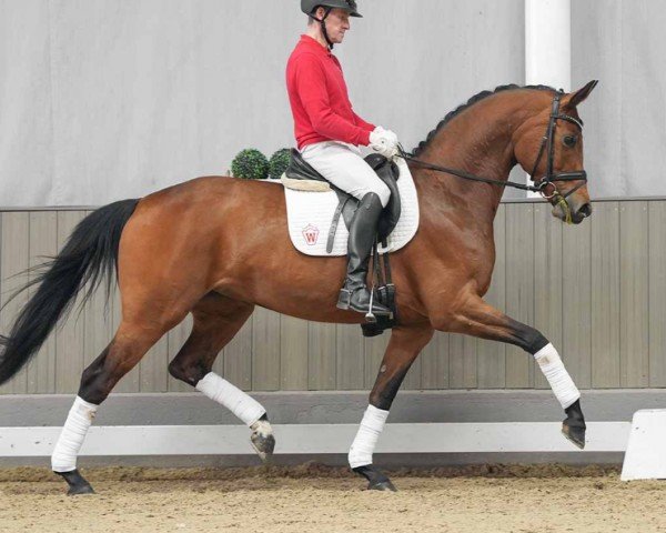 broodmare Feuer frei 3 (Hanoverian, 2017, from For Romance II)