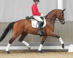 broodmare Feuer frei 3 (Hanoverian, 2017, from For Romance II)