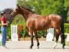 dressage horse Fano 5 (Hanoverian, 2019, from Finnigan)