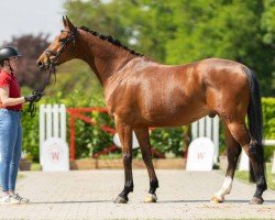 dressage horse Fano 5 (Hanoverian, 2019, from Finnigan)