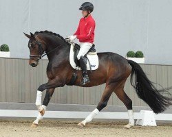 dressage horse Flower Girl 14 (Westphalian, 2020, from Fürst Romancier)