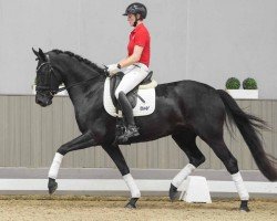 dressage horse Guano Apes (Westphalian, 2020, from Kastel's Grand Galaxy Win)