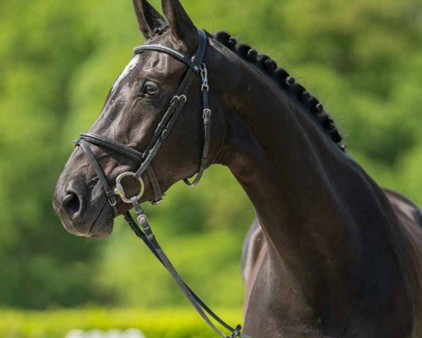 jumper Namika (Oldenburg show jumper, 2019, from Nibali van het Eikenhof)