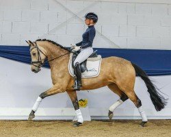 dressage horse Stute von D-Power AT / Genesis B (German Riding Pony, 2018, from D-Power AT)