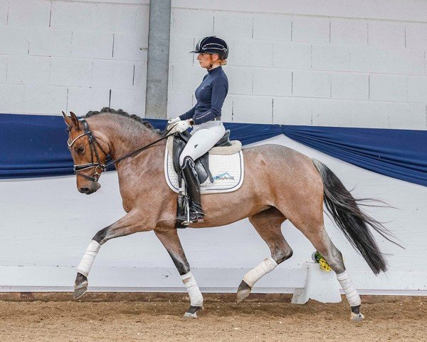 Dressurpferd Donna Roana (Deutsches Reitpony, 2019, von Dressed in Gold 3)