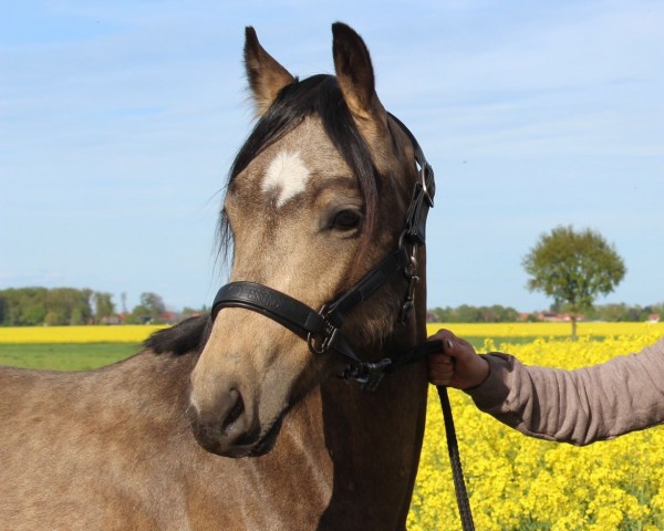 dressage horse Milky Man (German Riding Pony, 2022, from Mescal 15)