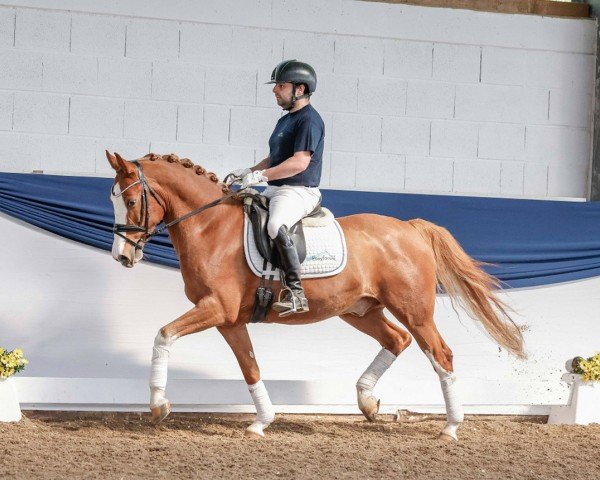 dressage horse Dropbox AT (German Riding Pony, 2018, from Dark Highlight AT)