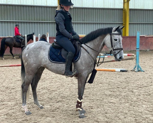 jumper Scarlet 158 (Pony without race description, 2018)