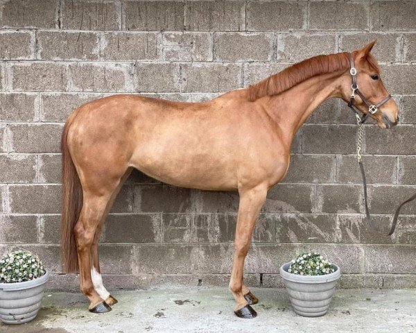 jumper Valentina 166 (Pony without race description, 2019)