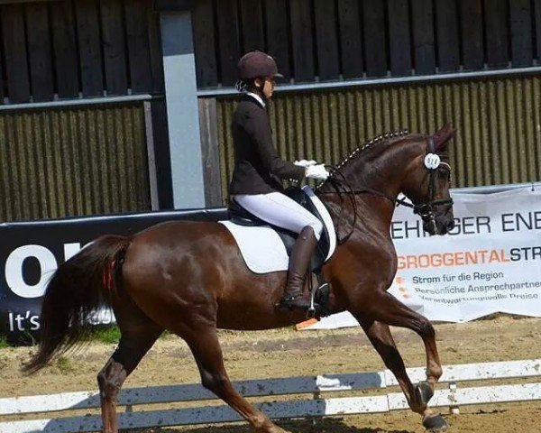 dressage horse Amigo 1011 (unknown, 2001)