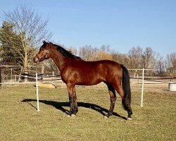 dressage horse Veltin Foreseen (German Sport Horse, 2021, from DSP VA Bene)