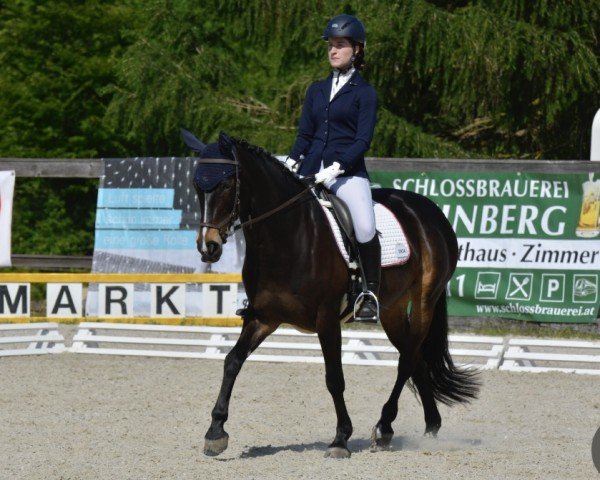 dressage horse Clair de Lune 3 (unknown, 2009)