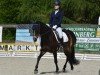 dressage horse Clair de Lune 3 (unknown, 2009)