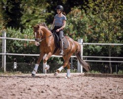 stallion Jacodi's Maritza's Maison (New Forest Pony, 2011, from Jacodi's Bo's Barclay)